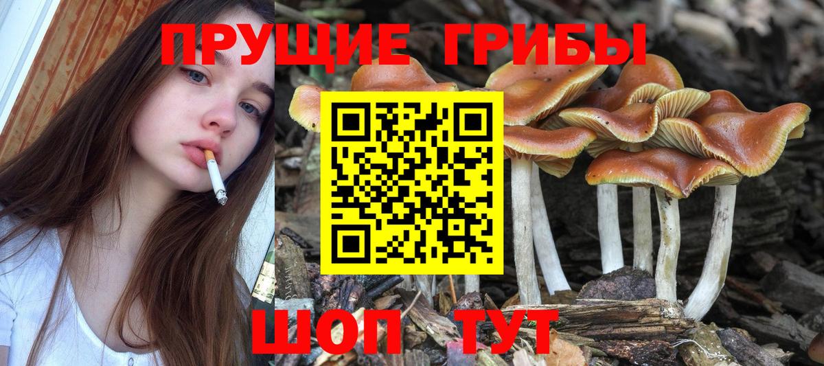 Псилоцибиновые грибы прущие грибы Большой Камень